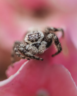 Pretty Spider