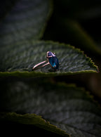 Kyanite Prong Set (2)